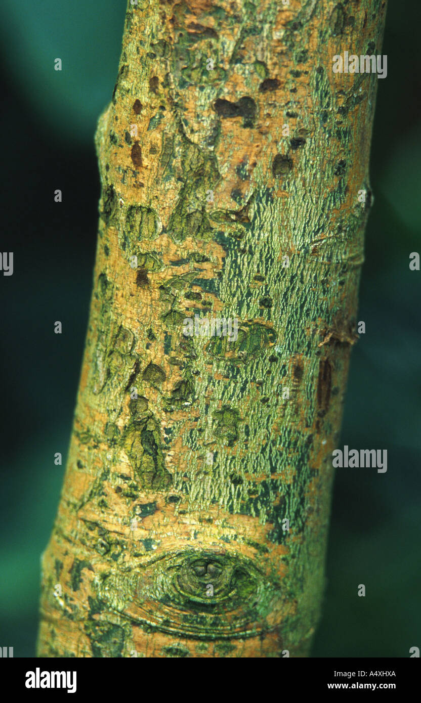 Ceylon-Zimt (Cinnamomum Zeylanicum), Rinde Stockfoto