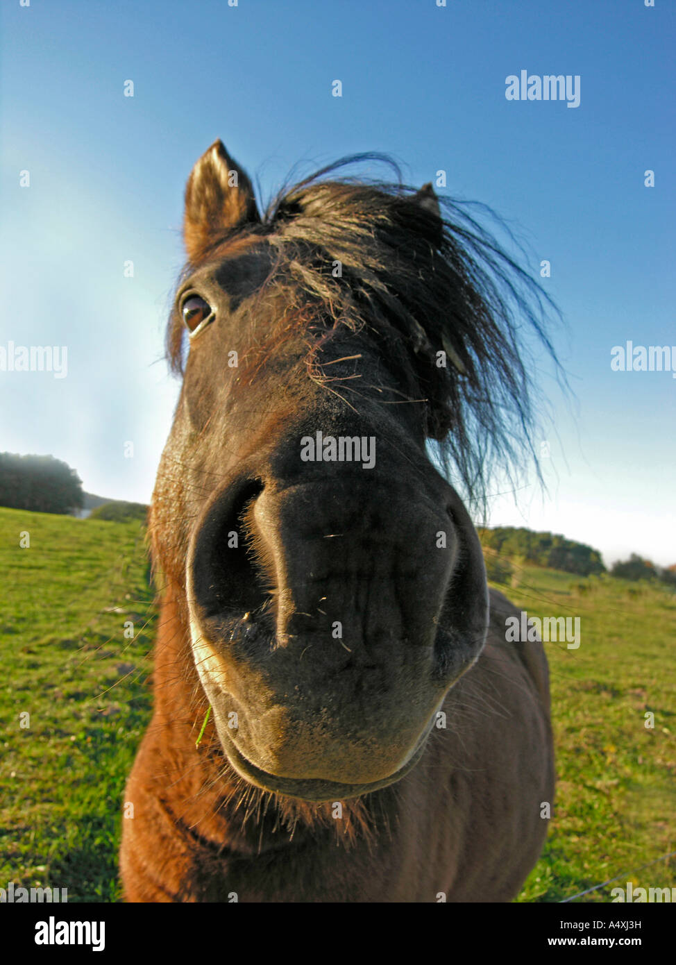 Fang Nase Mund Yap des Pferdes Stockfoto