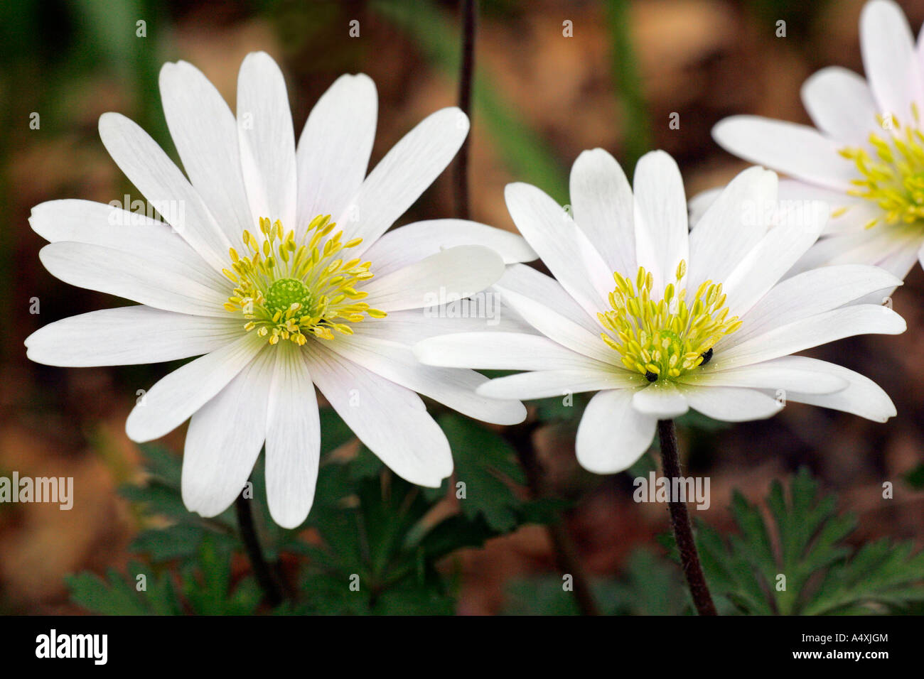 Windflower (Anemone Blanda weiße Pracht) Stockfoto