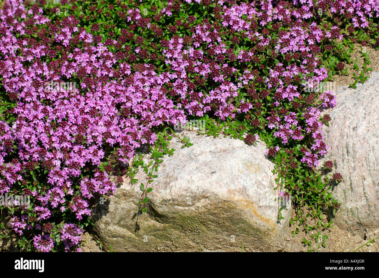10.000+ Kriechender Thymian Samen | Magenta Blüten Bodendecker | Duftender Rasenersatz