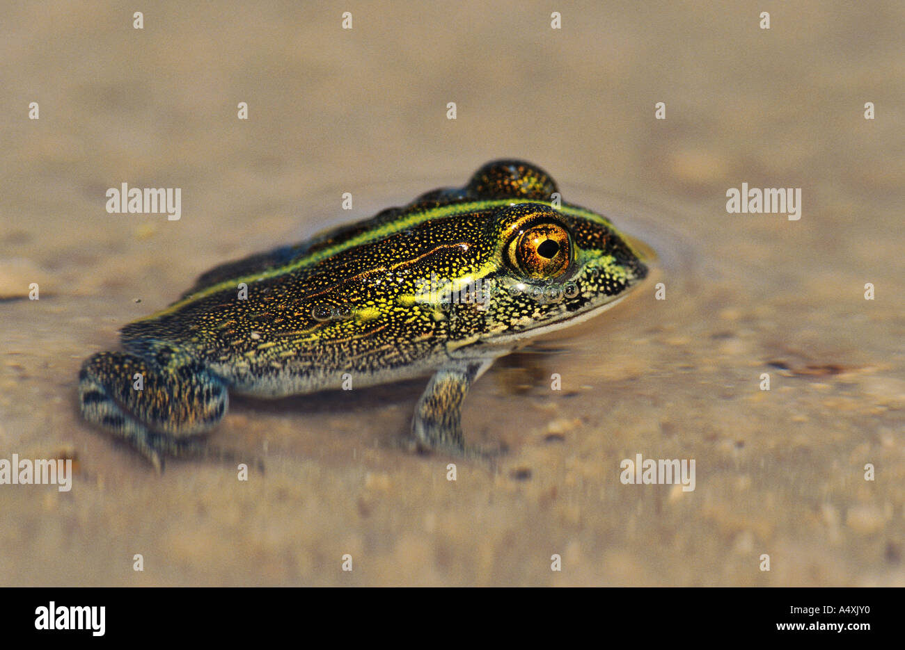 Juvenile African Bullfrog Pyxicephalus Adspersus  
