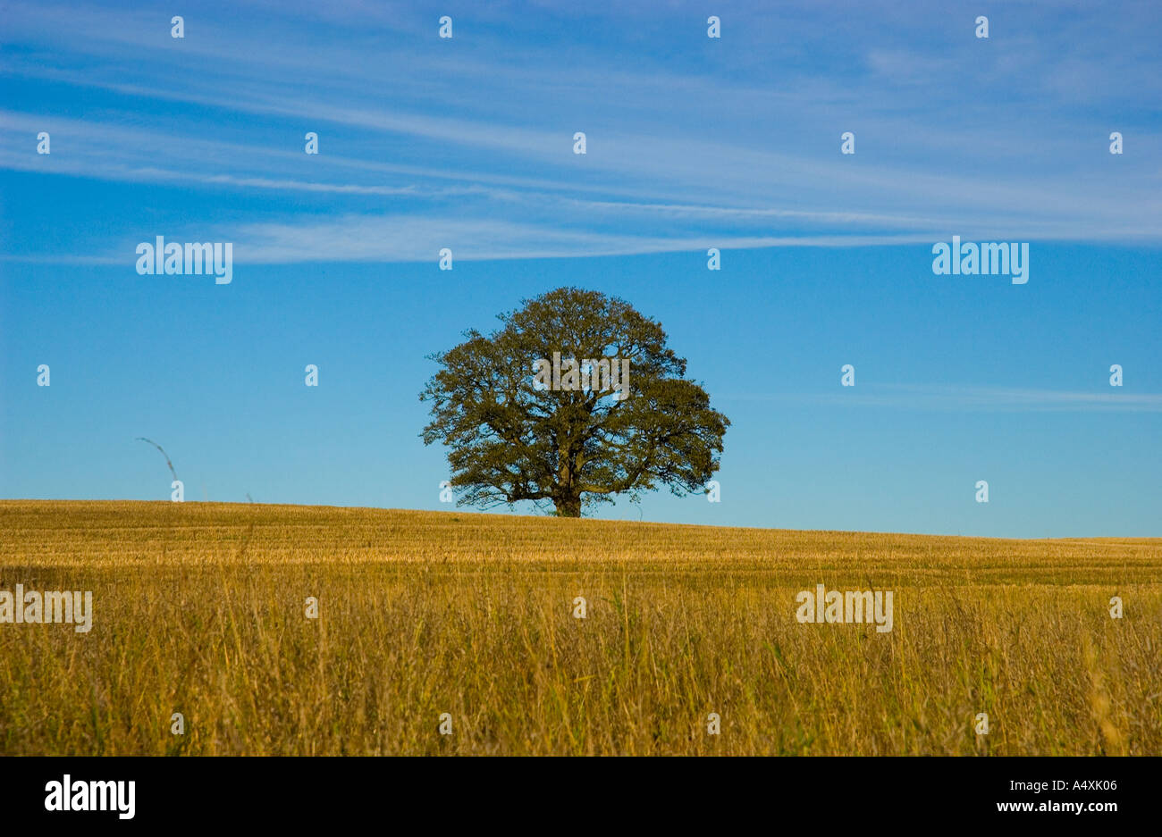 Einsame Eiche in einem Feld von Weizen im Sommer Stockfoto