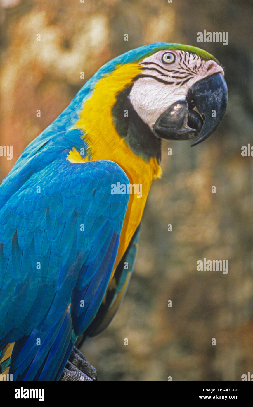 Blau-gelbe Ara (Ara Ararauna) Australian Papagei Stockfoto