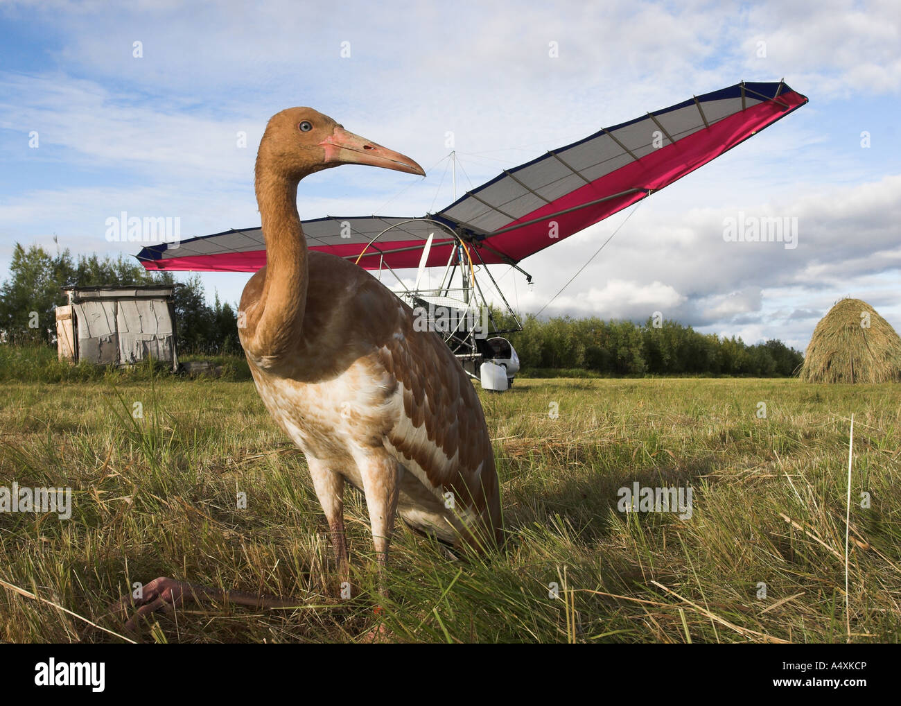 Sibirische weiße Kranich (Sterkh) / Grus Leucogeranus. Westrn Sibirien, Russland. Stockfoto