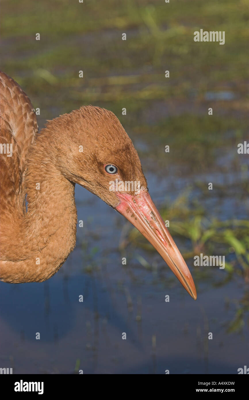 Sibirische weiße Kranich (Sterkh) / Grus Leucogeranus. Ob Fluss, Westrn Sibirien, Russland. Stockfoto