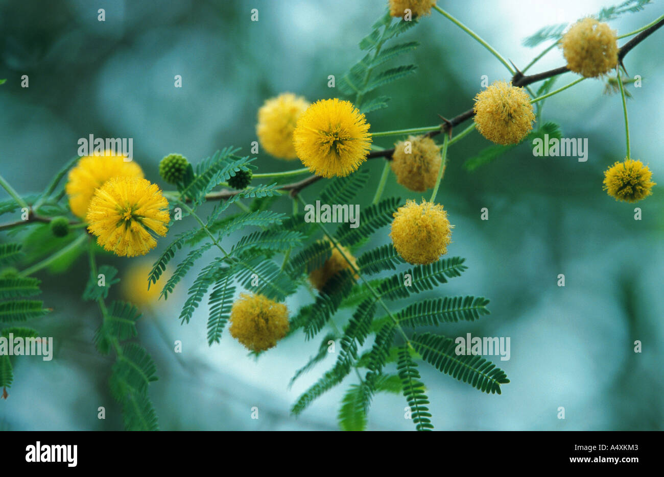 Süße Akazie, Huisache, Parfüm Akazie (Acacia Farnesiana), Blüten Stockfoto