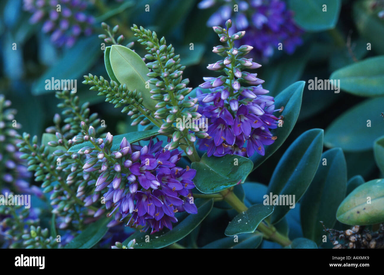 Veronica x andersonii Fotos und Bildmaterial in hoher Auflösung Alamy
