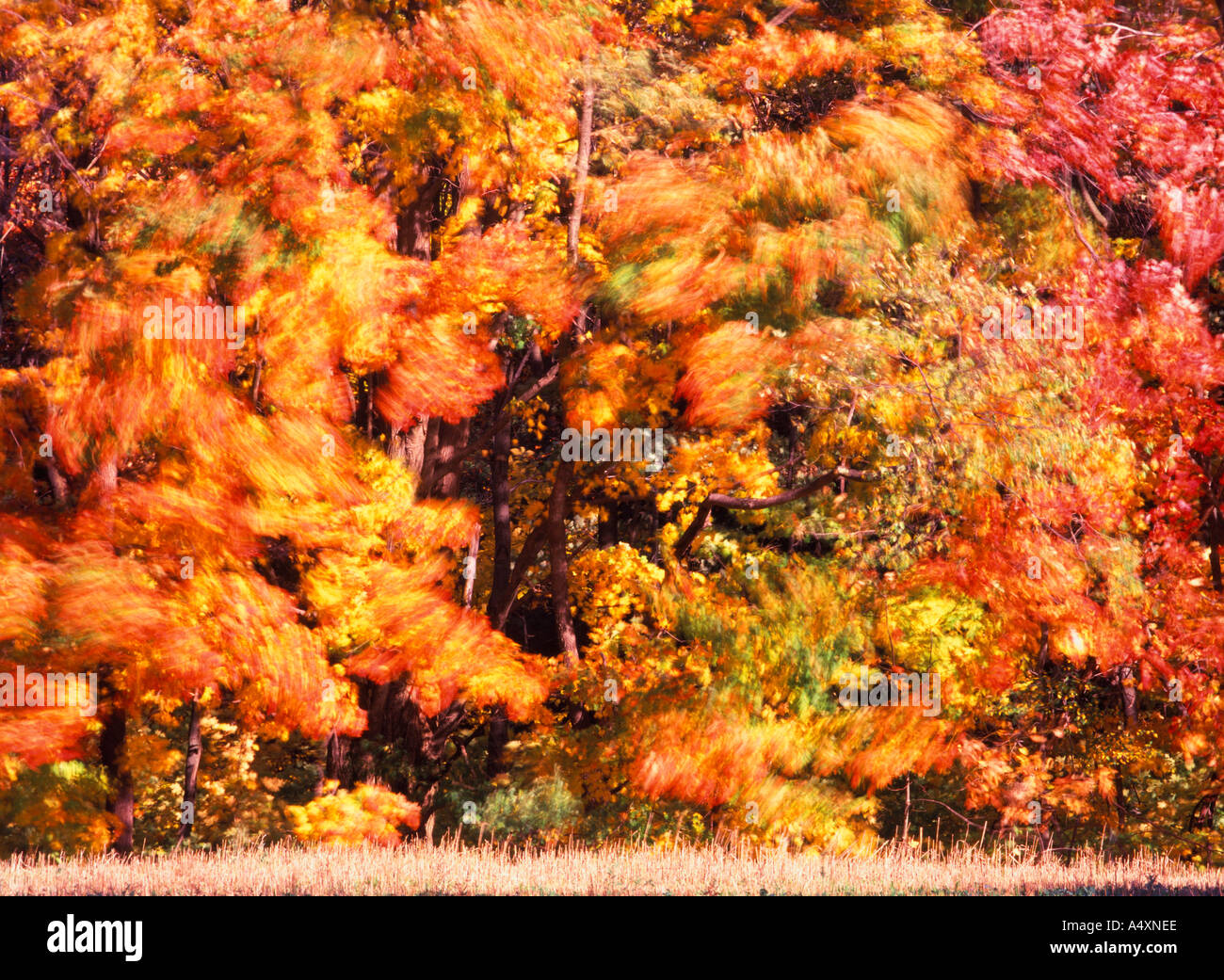 Blätter wirbeln in der Wind Herbst Farbe in ein gemischtes Hartholz Wald Herbst in Pennsylvania USA Stockfoto
