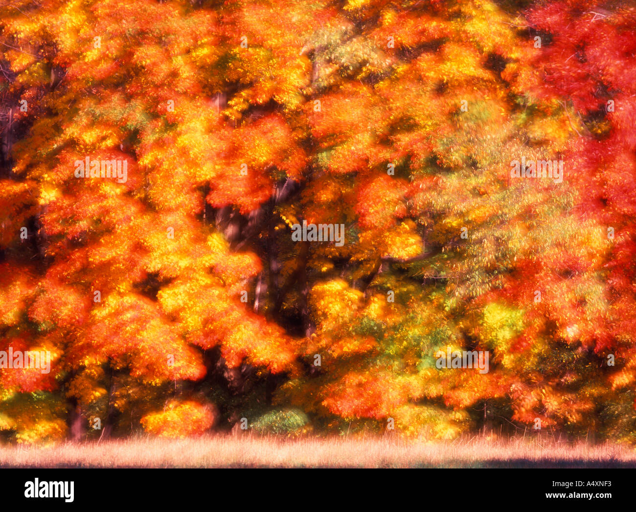 Blätter wirbeln in der Wind Herbst Farbe in ein gemischtes Hartholz Wald Herbst in Pennsylvania USA Stockfoto