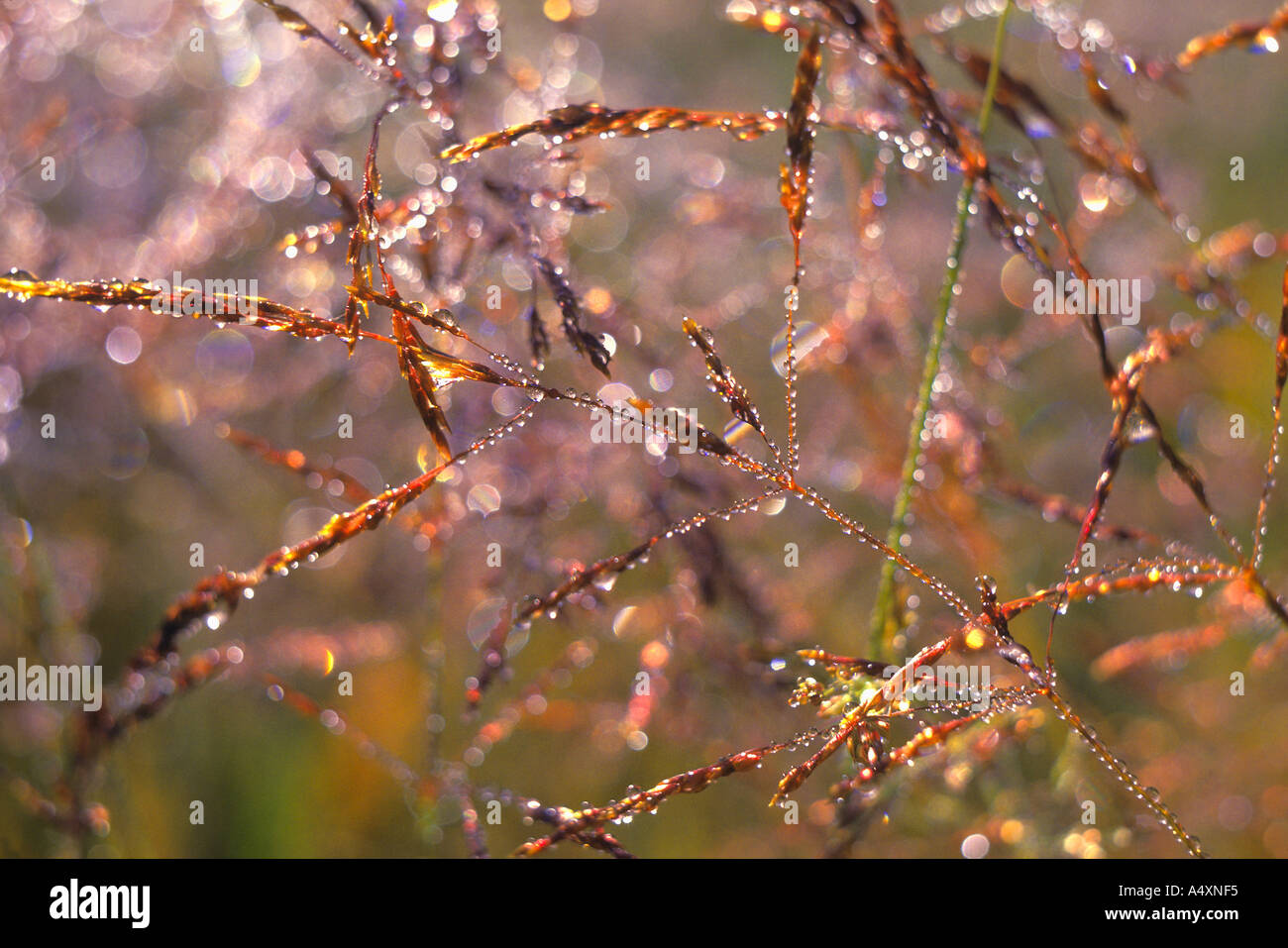 Zarte Herbst Gräser mit Tau Wyoming USA Stockfoto