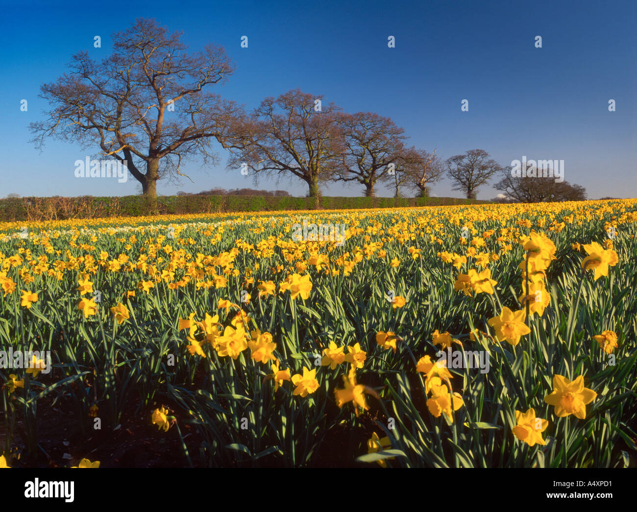Narzissen Feld in der Nähe von Litcham in Breckland in Norfolk England UK Stockfoto