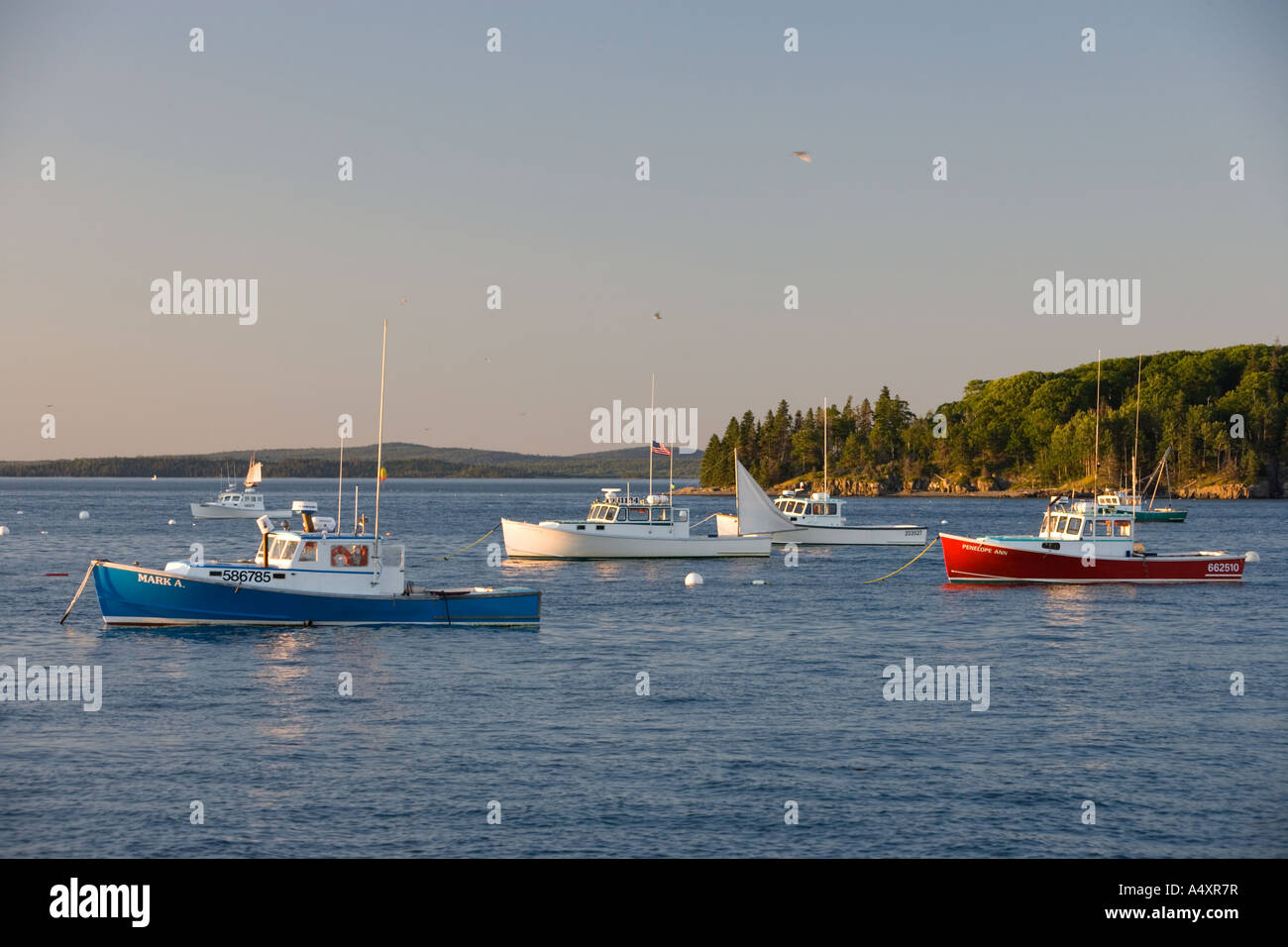 Angelboote/Fischerboote in Franzose Bay Bar Harbor Maine USA Stockfoto