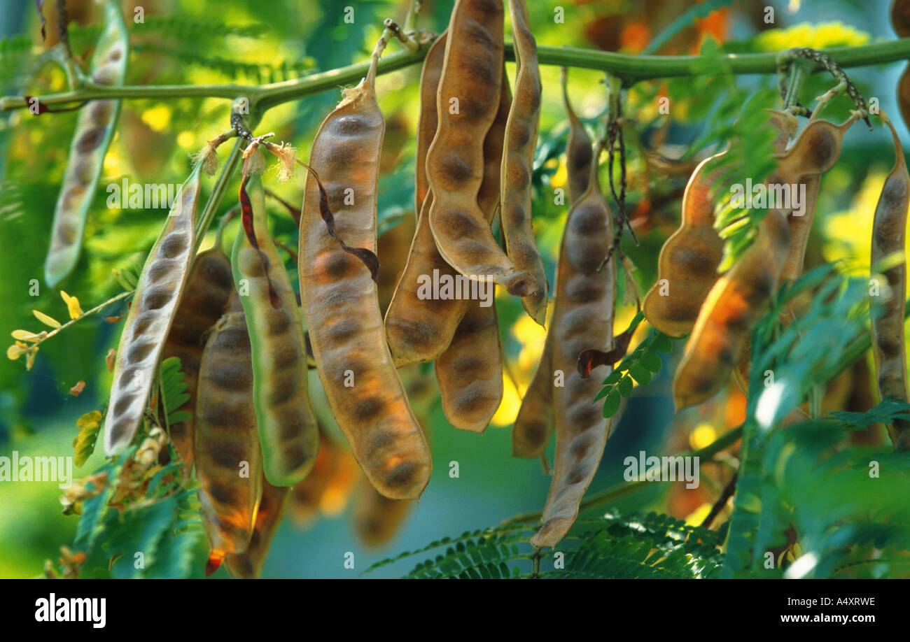 Plume, Akazie, Cape-Akazie (Acacia Lophantha, Albizia Lophantha, Paraserianthes Lophantha), Früchte Stockfoto