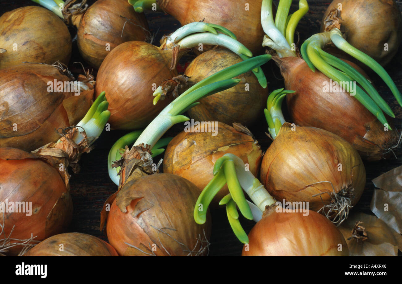 Schalotte (Allium Ascalonium), Keimen Stockfoto