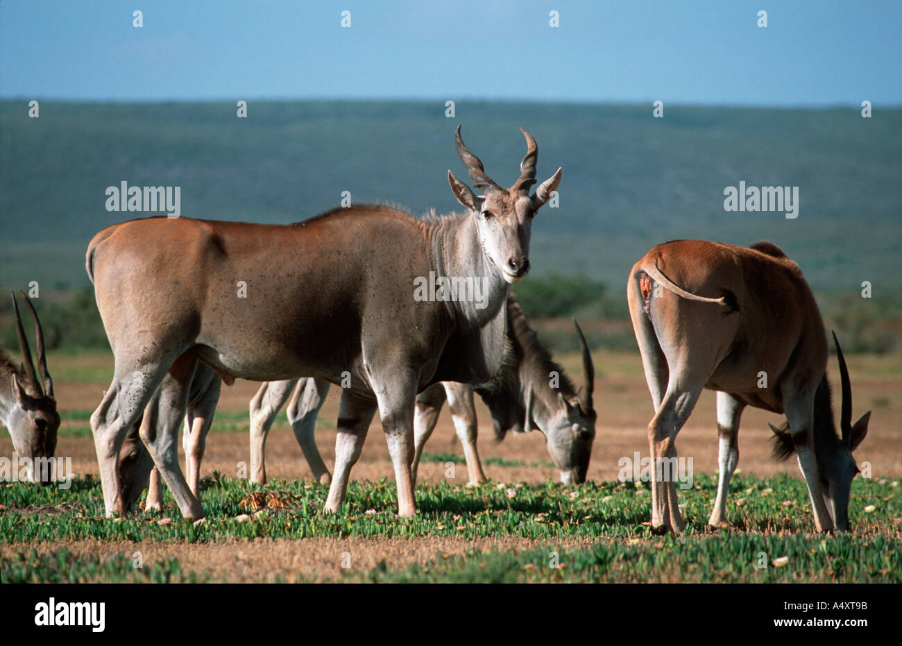Herde Eland Tauro Oryx De Hoop National Park-Südafrika Stockfoto