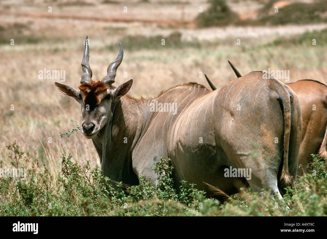 Eland Tauro Oryx Nationalpark Nairobi Kenia Stockfoto