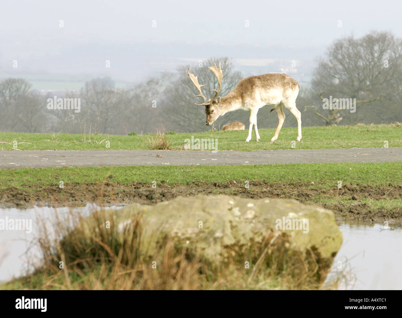 Pere David Deer eine tierische Blick grass allein Knowsley Safari Park Zoo Tierwelt Fluss Säugetiere Pflanzenfresser Wälder Wald sprin Stockfoto