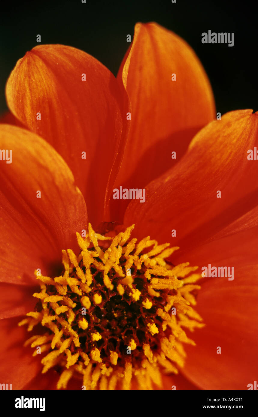 Helles orange Blume Stockfoto