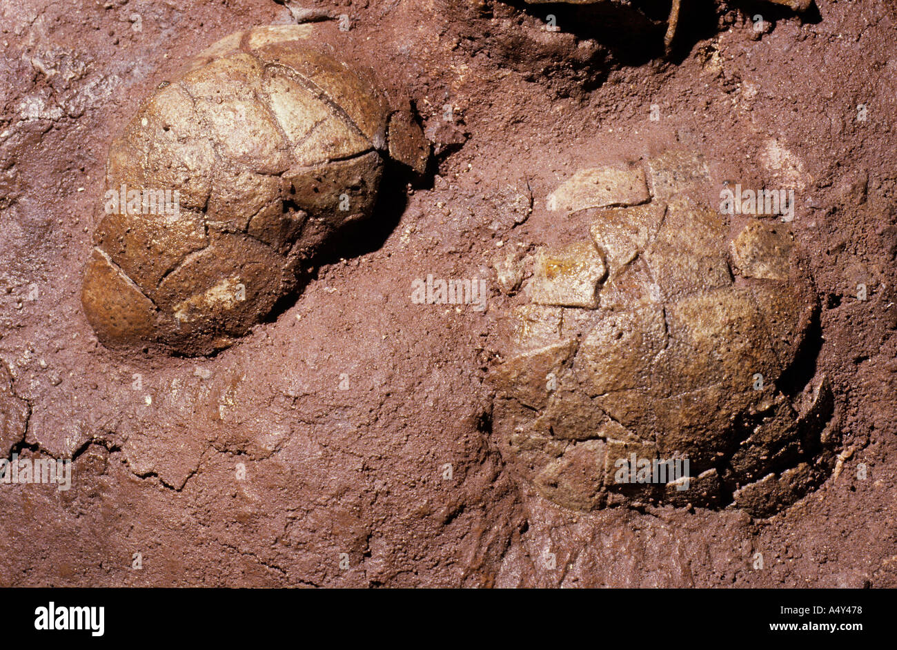 Fossilen Dinosaurier Eiern Oberkreide Stockfoto