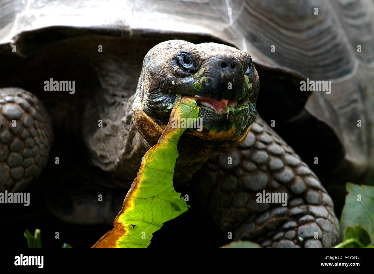 vegetarische Lebensmittel Schildkröte Stockfoto