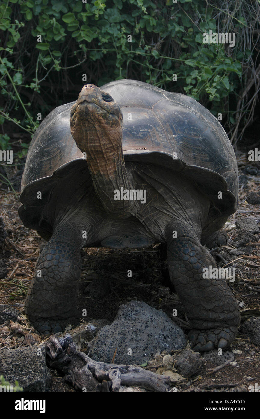 Schildkröte männlich Stockfoto