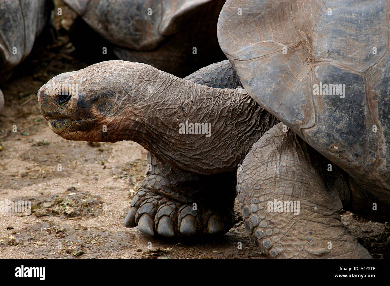 Galapagos Schildkröte Stockfoto