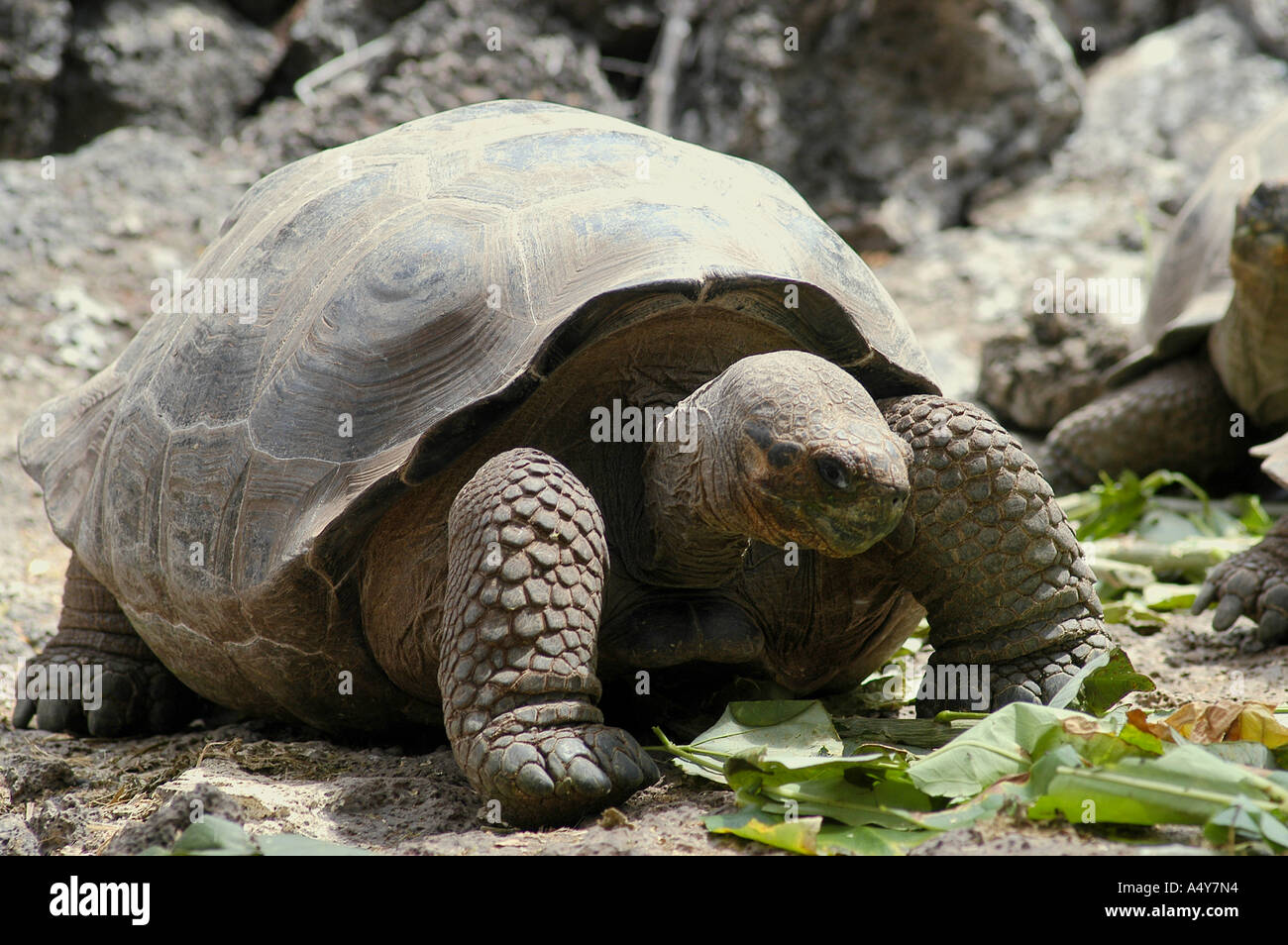 Galapagos Riesenschildkröte Stockfoto