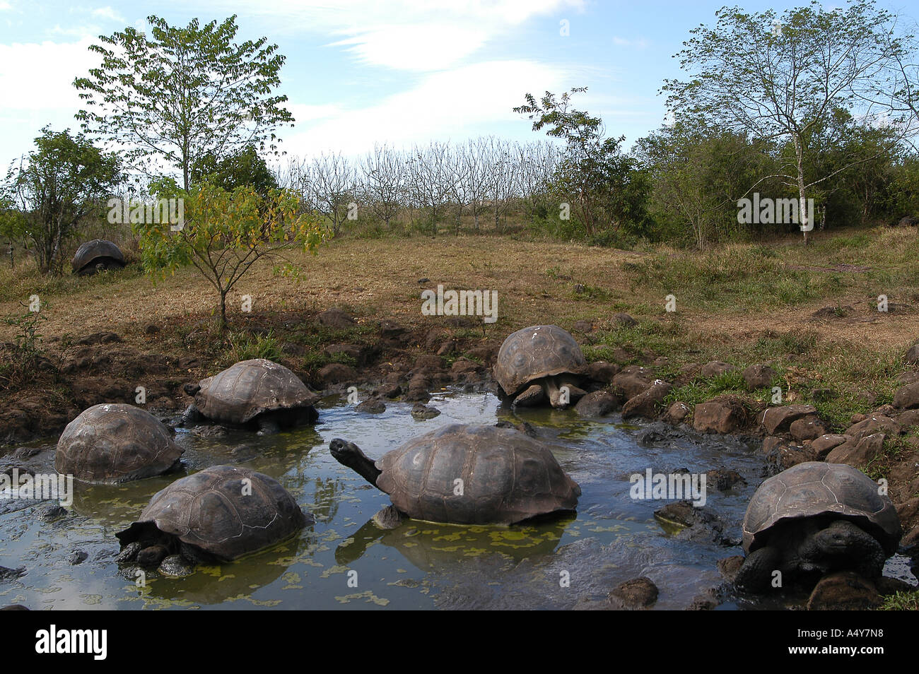 Riesenschildkröte Wasser Stockfoto