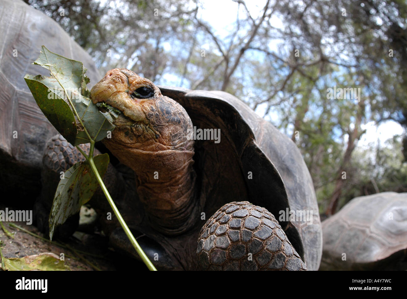 Galapagos Insel Schildkröte Stockfoto