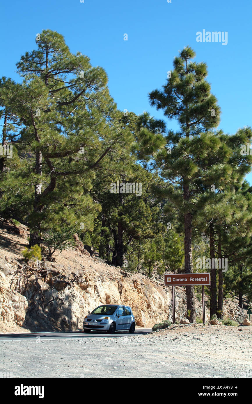 Durch die natürlichen Park von Corona Forstwirtschaft Land Autofahren an den Hängen des Teide Berg Teneriffa Kanaren Spanien Stockfoto