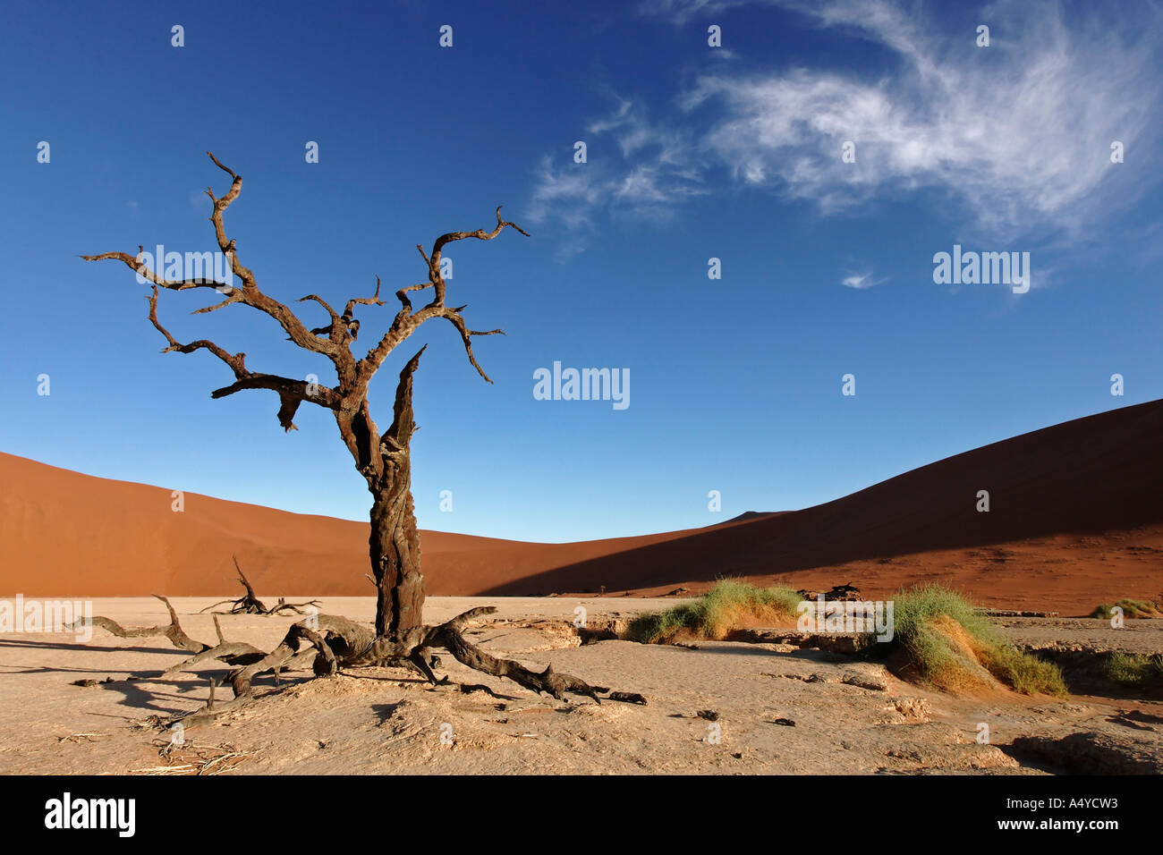 Tote Bäume zwischen hohen roten Dünen auf einem trockenen Lehm Vlei. Deadvlei (von Sossusvlei), Namib-Wüste, Namibia Stockfoto