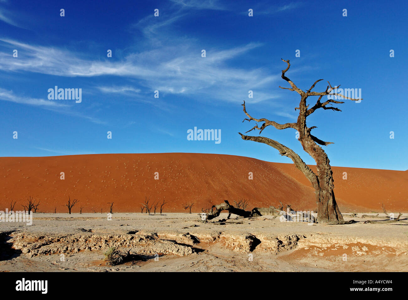 Tote Bäume zwischen hohen roten Dünen auf einem trockenen Lehm Vlei. Deadvlei (von Sossusvlei), Namib-Wüste, Namibia Stockfoto