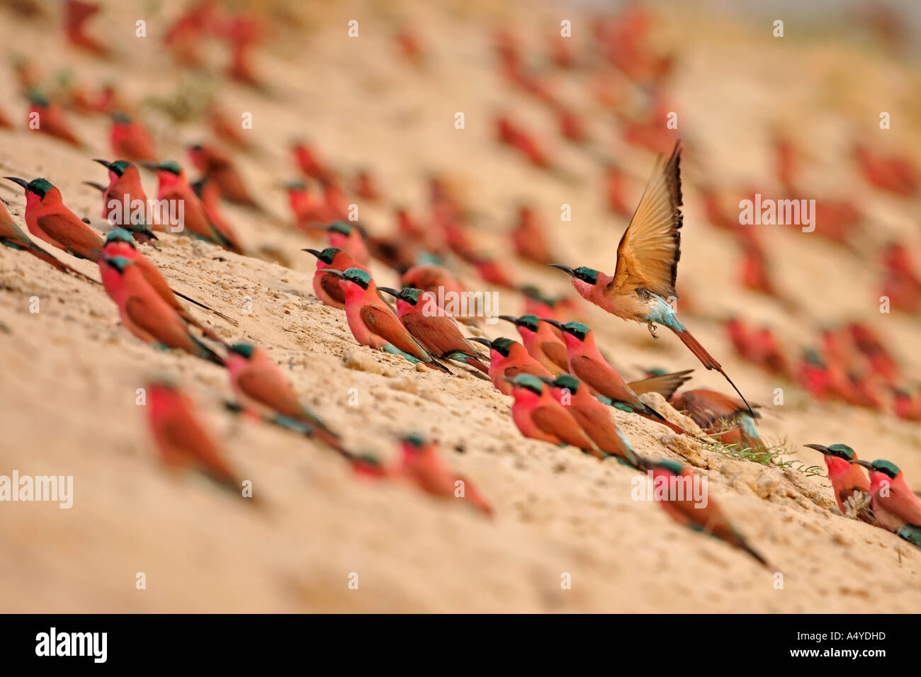 Kolonie von Carmin Bienenfresser (Merops Nubicoides), Zambezi (Sambezi), Caprivi, Namibia, Afrika Stockfoto