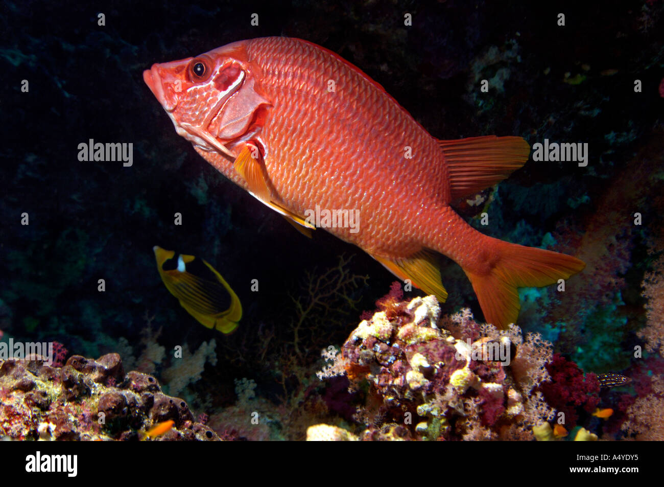 Nahen Osten Ägypten Rotes Meer lange jawed Squirrelfish Sargocentron spiniferum Stockfoto