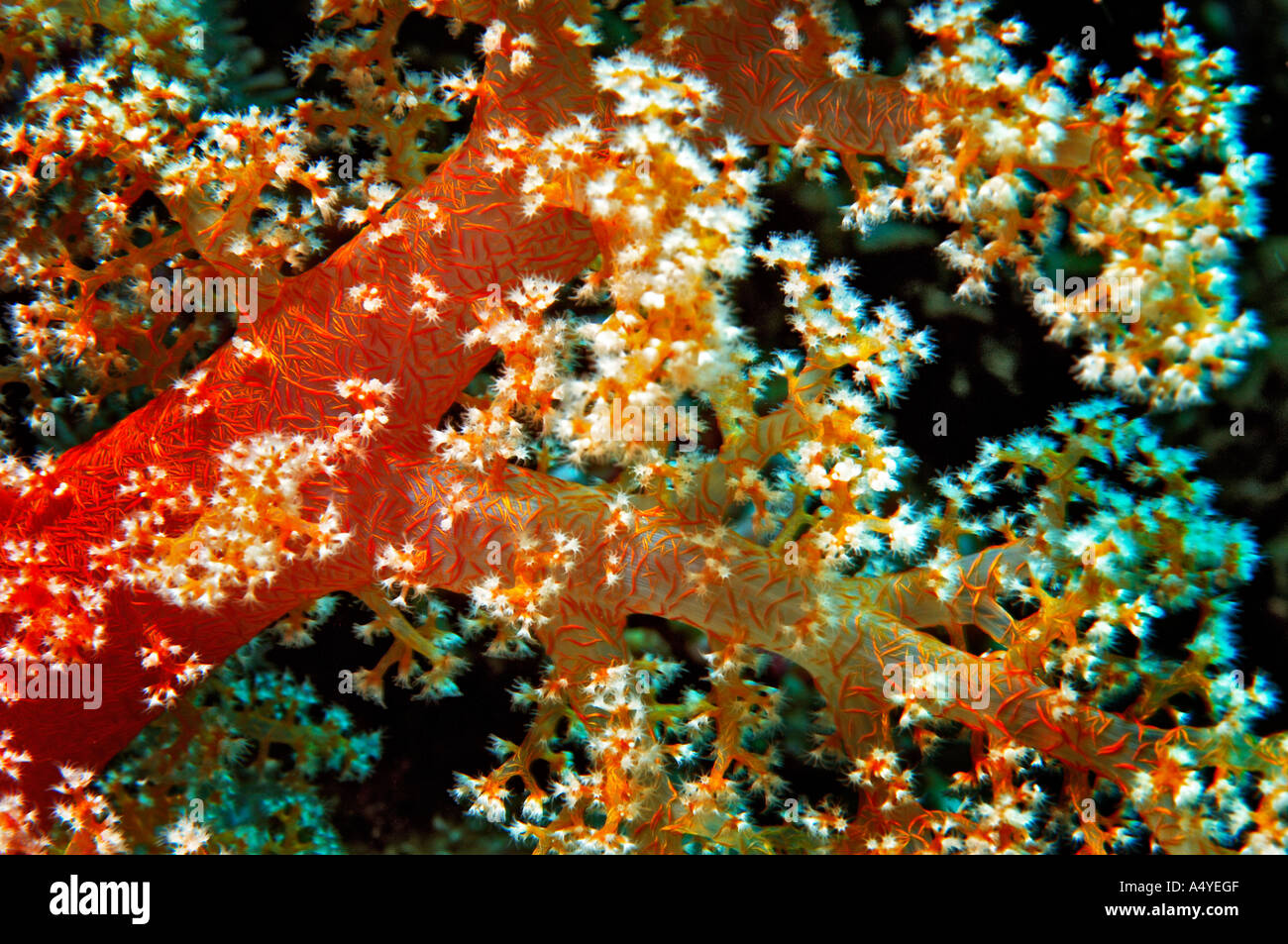 Nahen Osten Ägypten Rotes Meer, ozeanische Weichkorallen, Nephtya sp Stockfoto