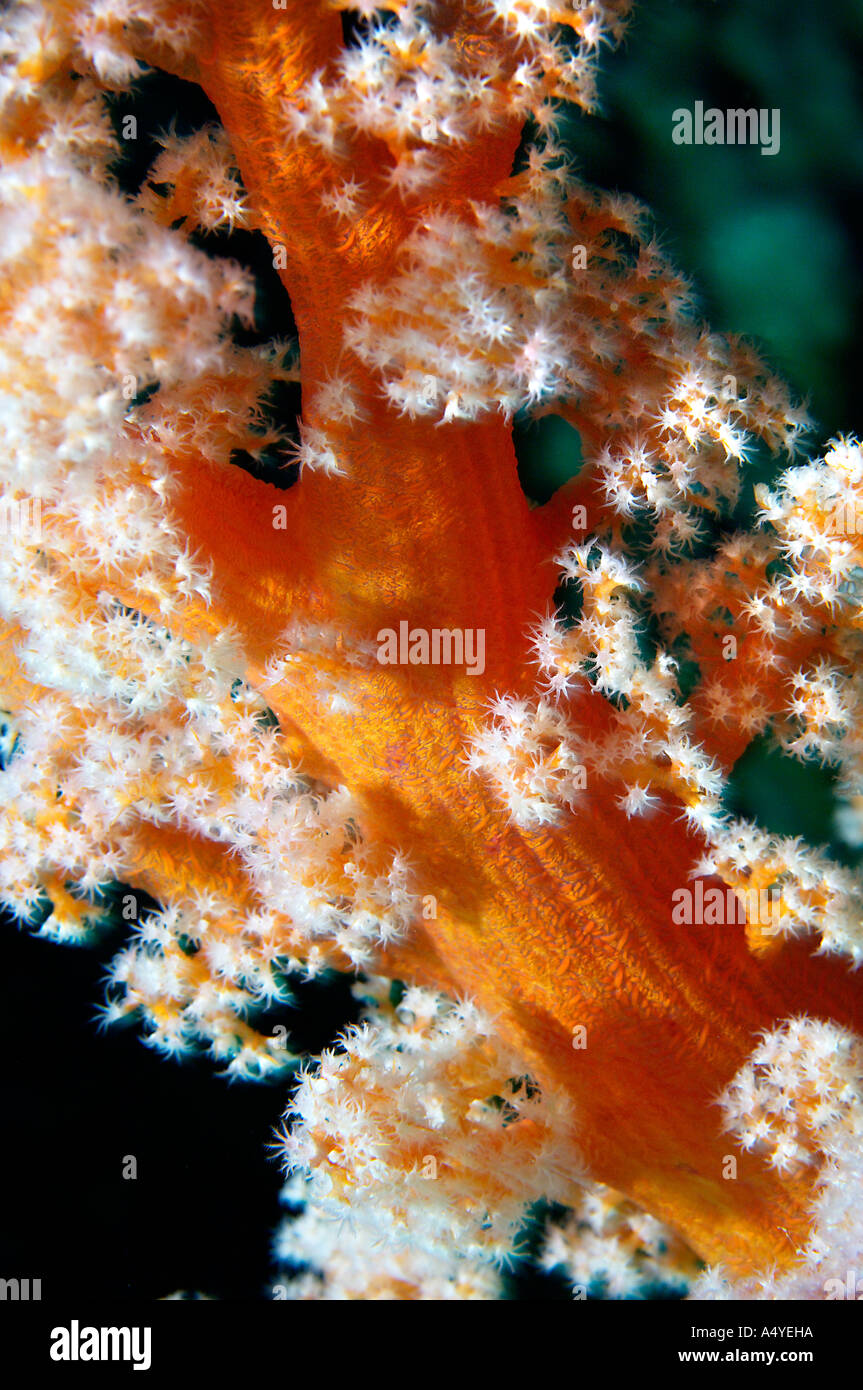 Nahen Osten Ägypten Rotes Meer, ozeanische weichen Korallen Nephtya sp Stockfoto