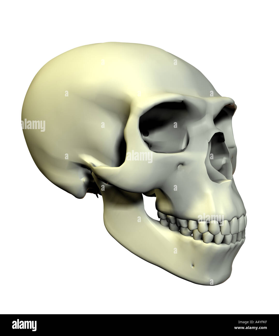 Schädel Homo neanderthalensis Stockfoto
