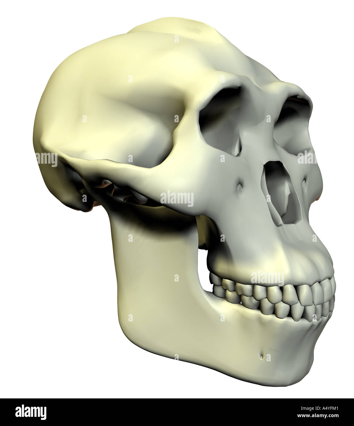 Australopithecus robustus Schädel Stockfoto