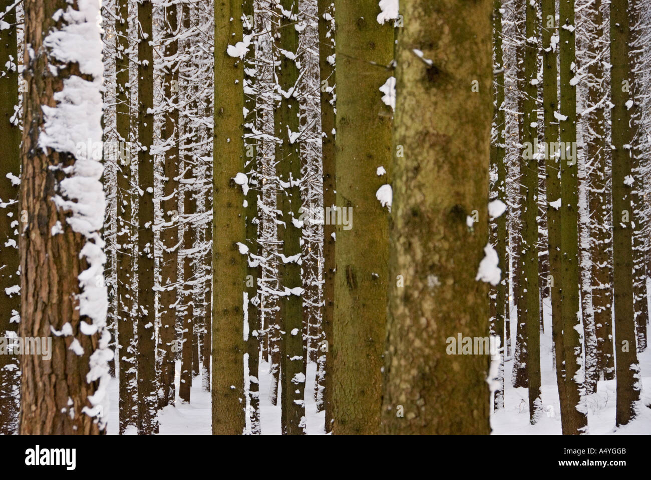 Verschneite Boles in einem Wald im Winter, Oberbayern, Deutschland Stockfoto