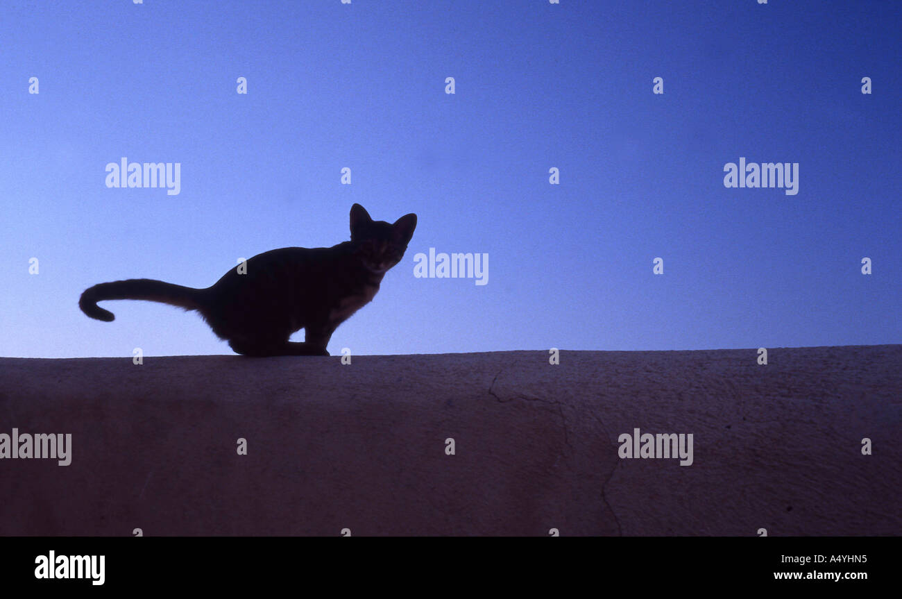 Schwarze Katze Stockfoto