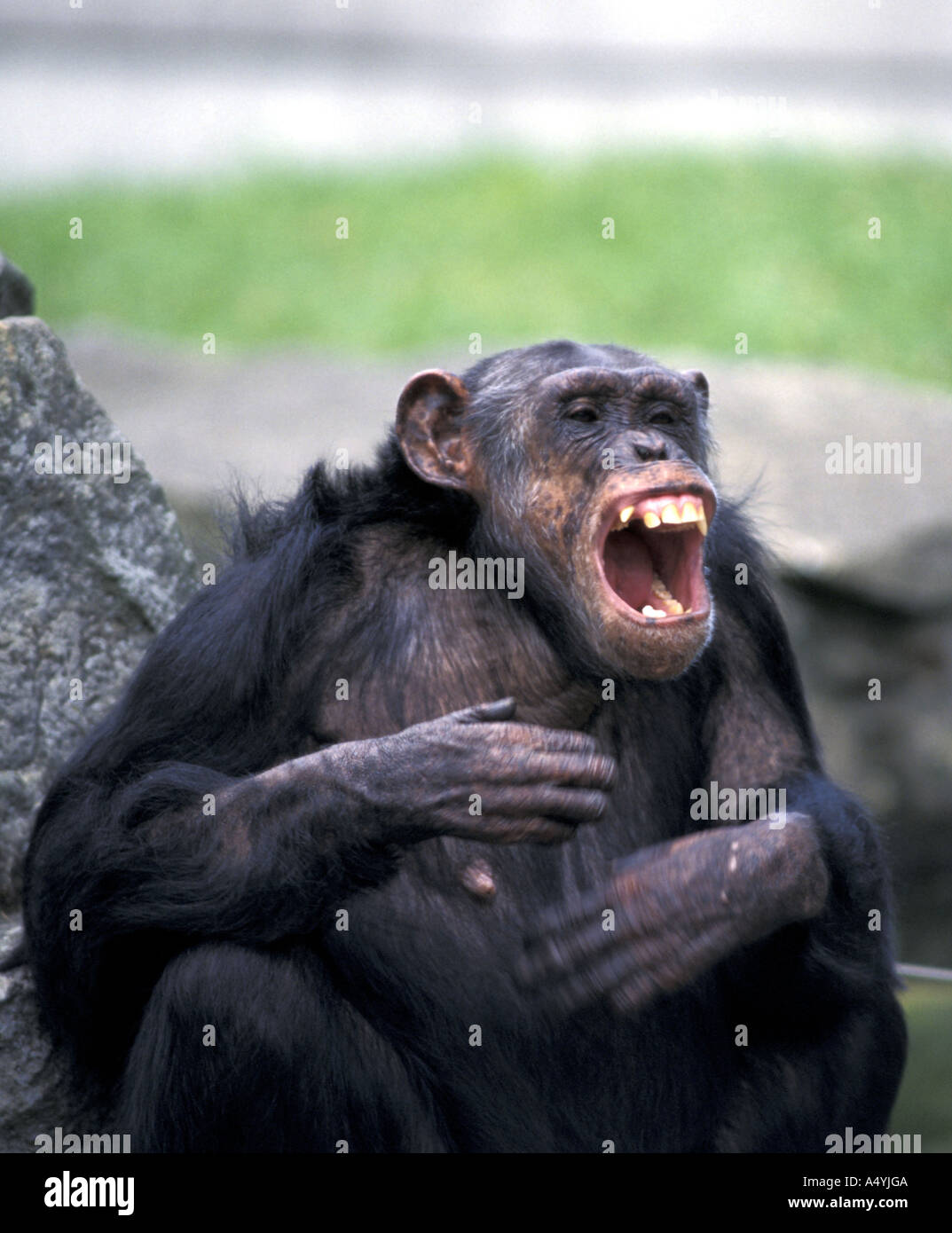 Schimpanse Weinen Stockfoto