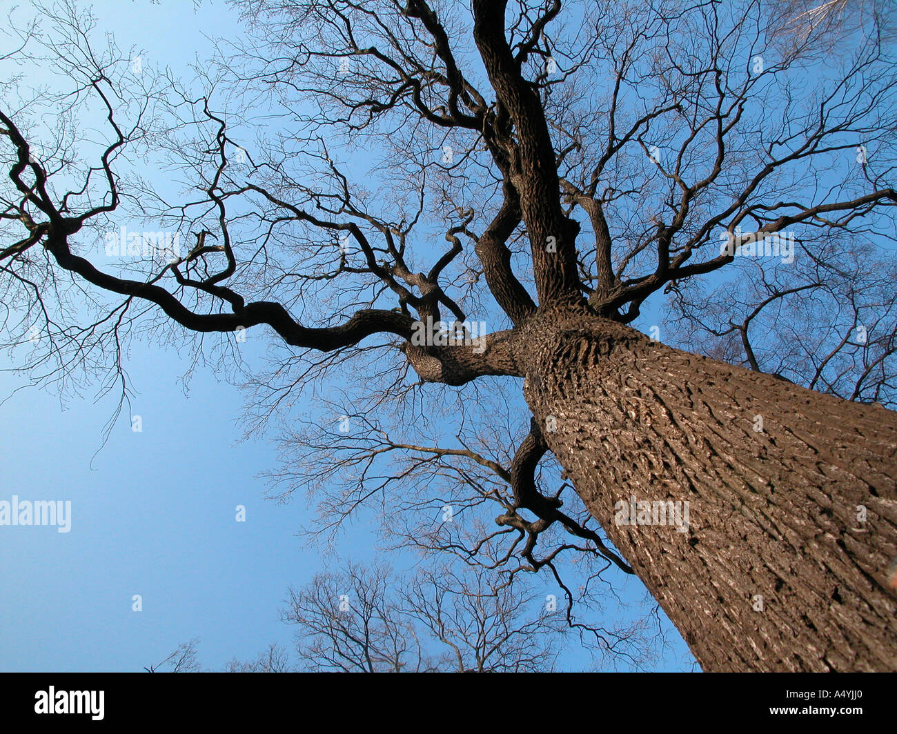 Ein großer Baum von Thr Bottom-up-Shooting Stockfoto