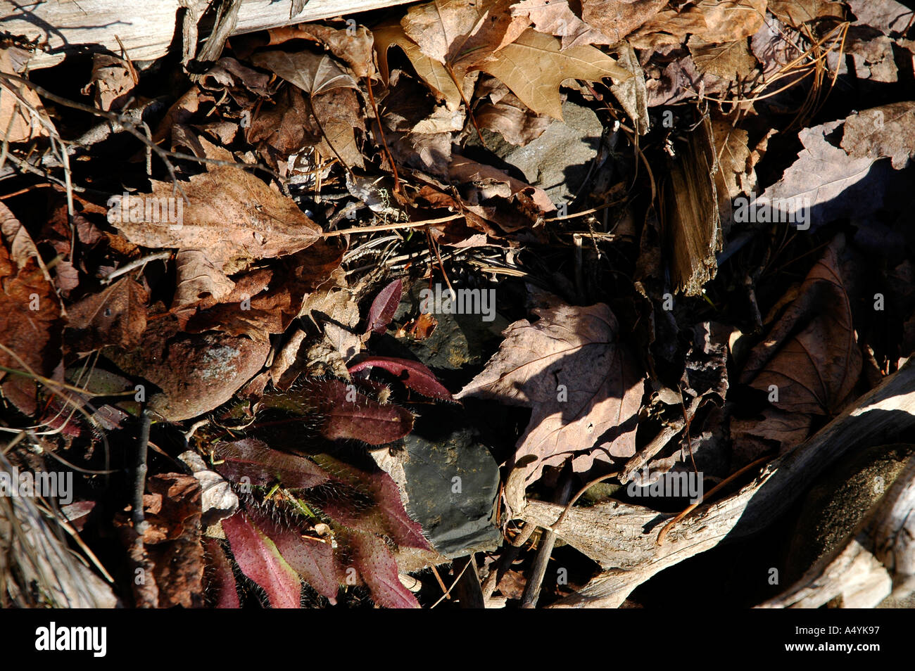 Blattsänfte auf dem Waldboden in New Brunswick Ostkanada Stockfoto