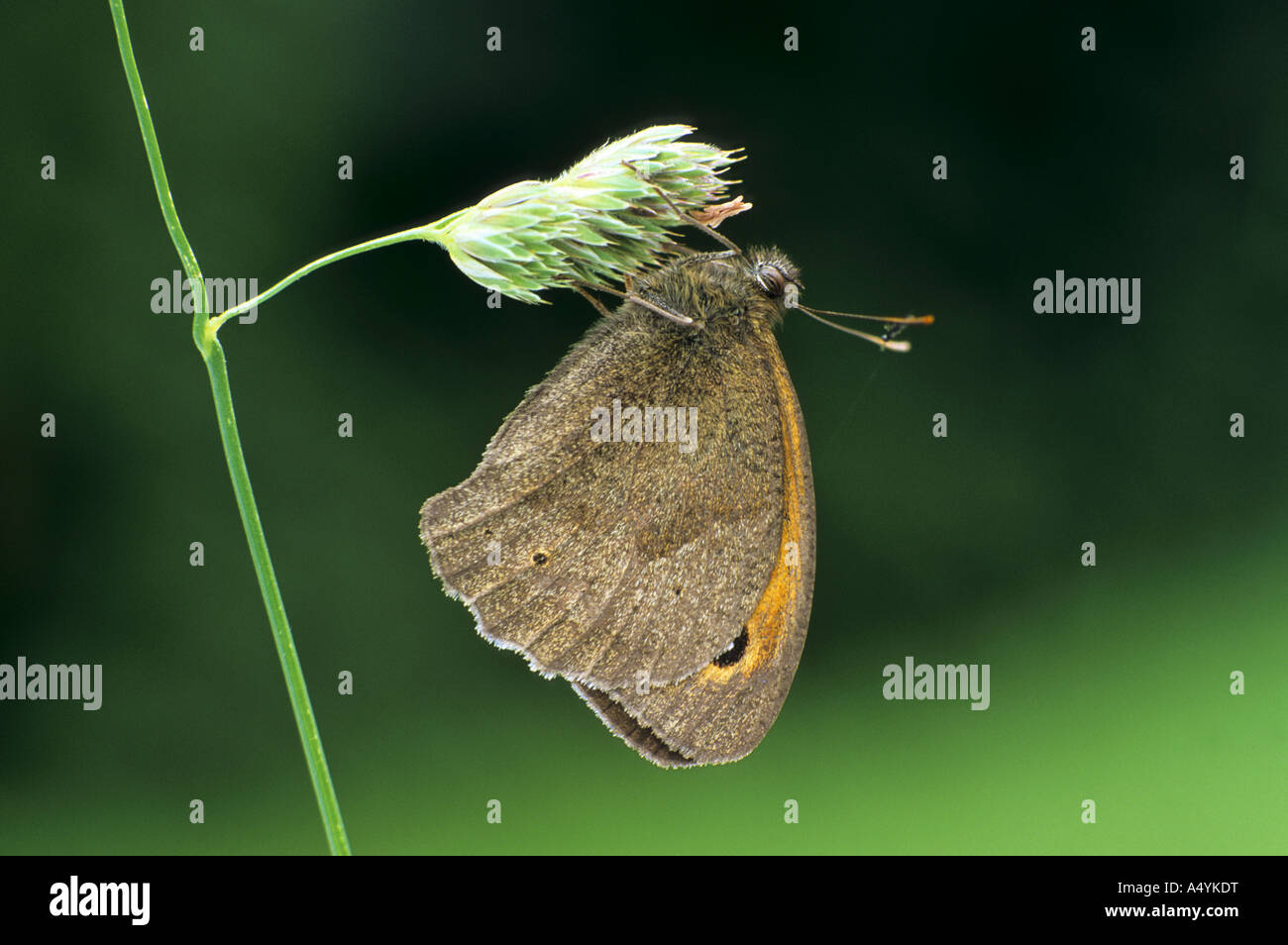 Brauner Schmetterling Maniola Jurtina Meadow Stockfoto