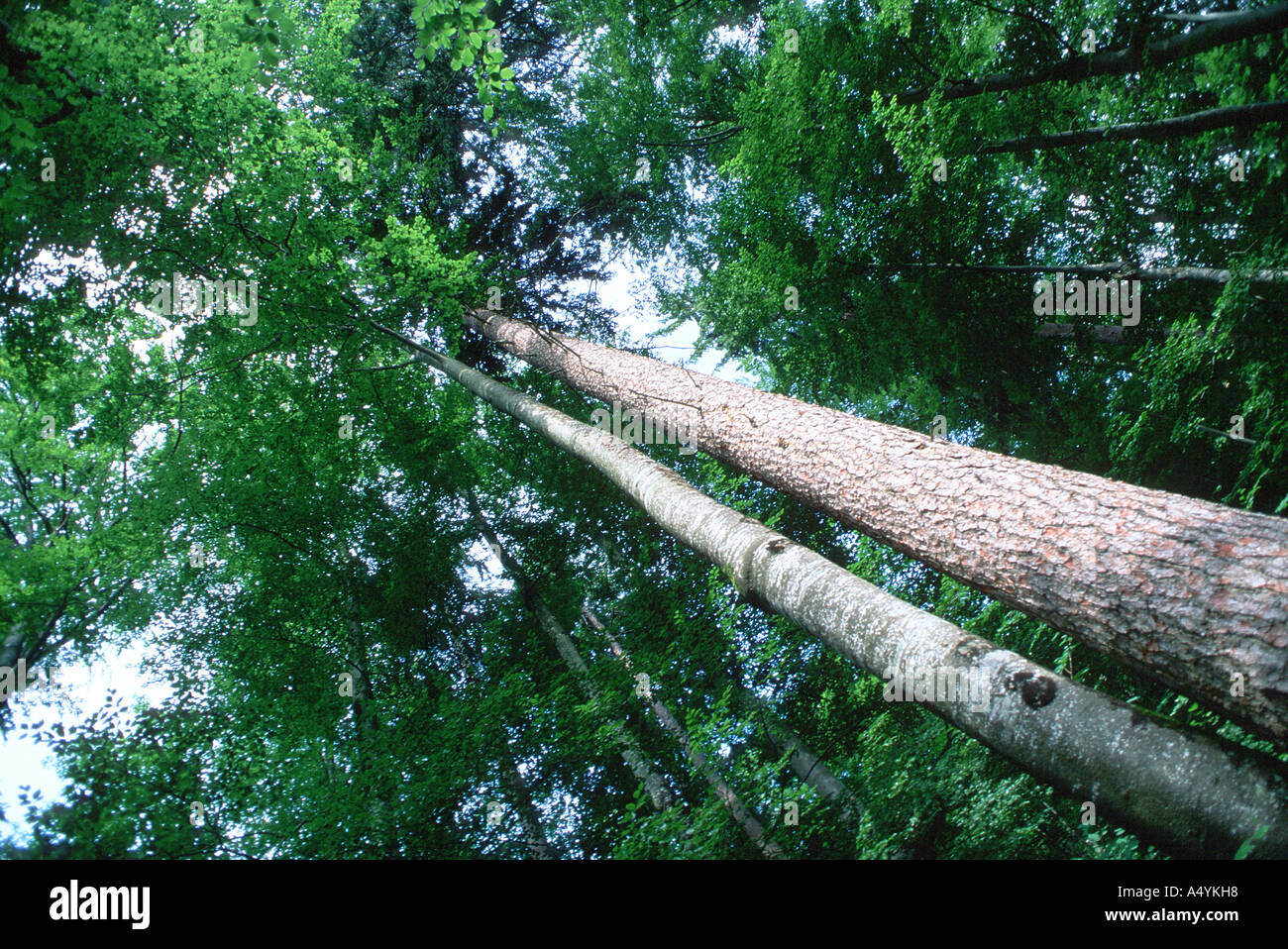 Buche Kiefer nebeneinander Stockfoto