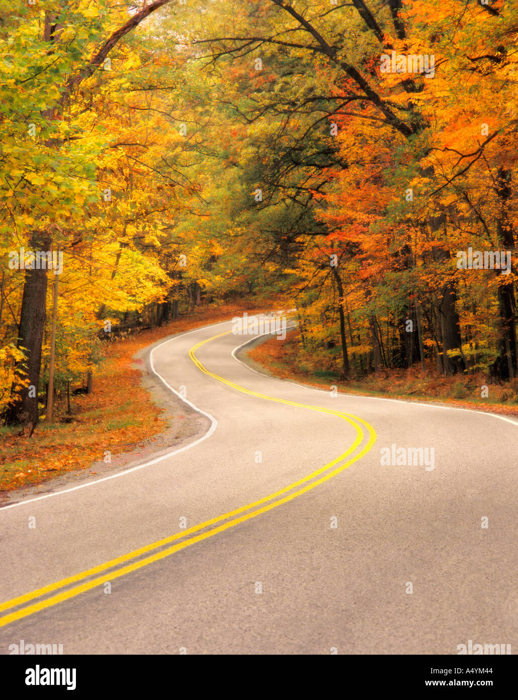 Kurvenreiche Straße durch Wald in Herbstfarben Cuyahoga Valley National Park, Ohio USA Stockfoto