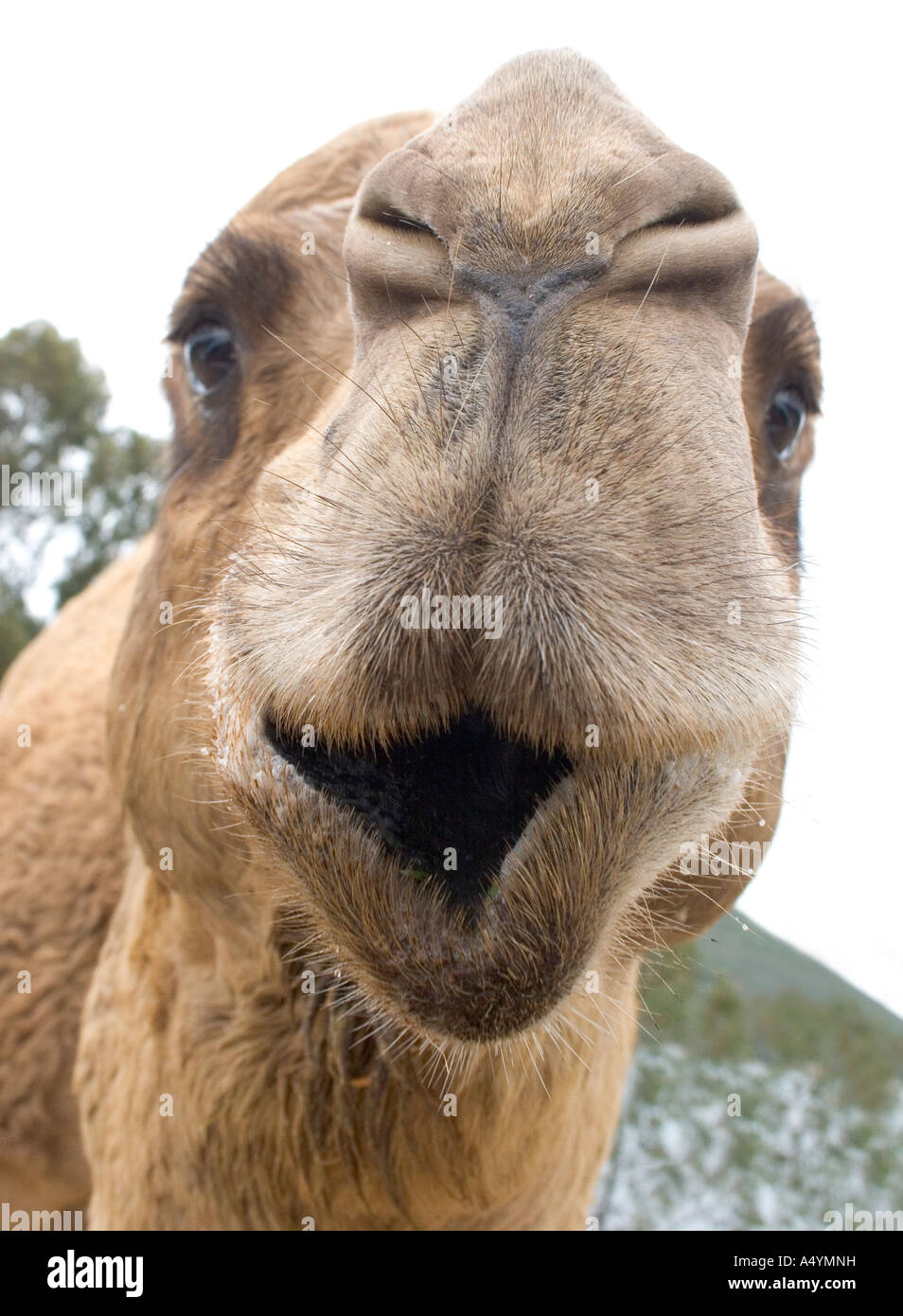 Ein Kamel DROMEDARIO Camelus Dromedarius bei La Reserva Sevilla El Castillo de las Guardas der Safari-Park in Sevilla Stockfoto