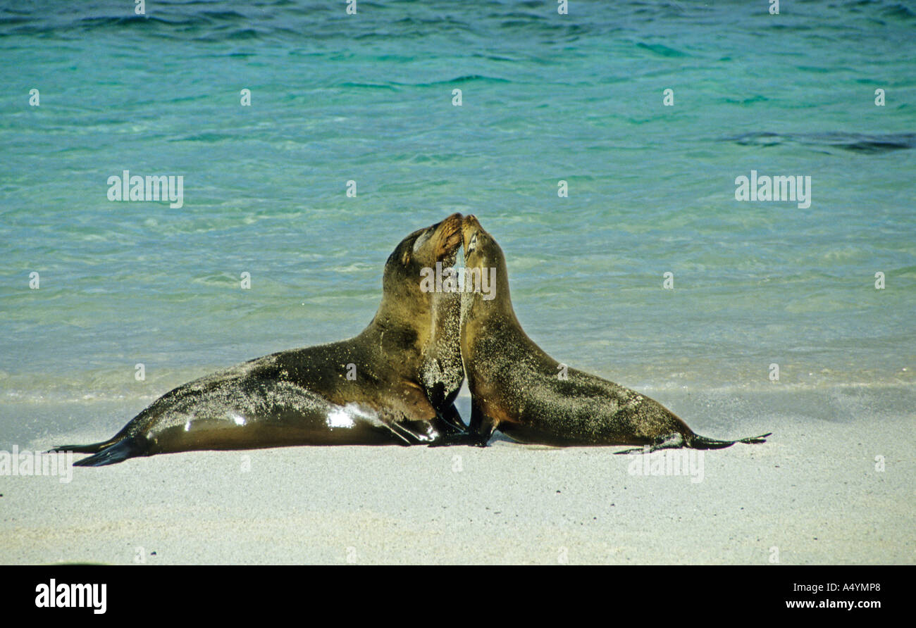 Zarte Seelöwen galapagos Stockfoto