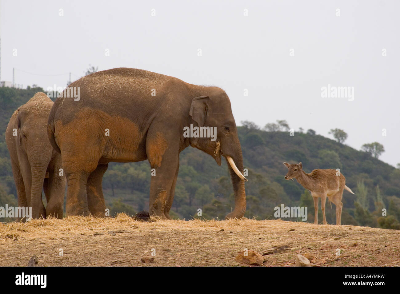 Ein Elefant Elphas Maximus in La Reserva Sevilla El Castillo de las Guardas der Safari-Park in Sevilla Stockfoto