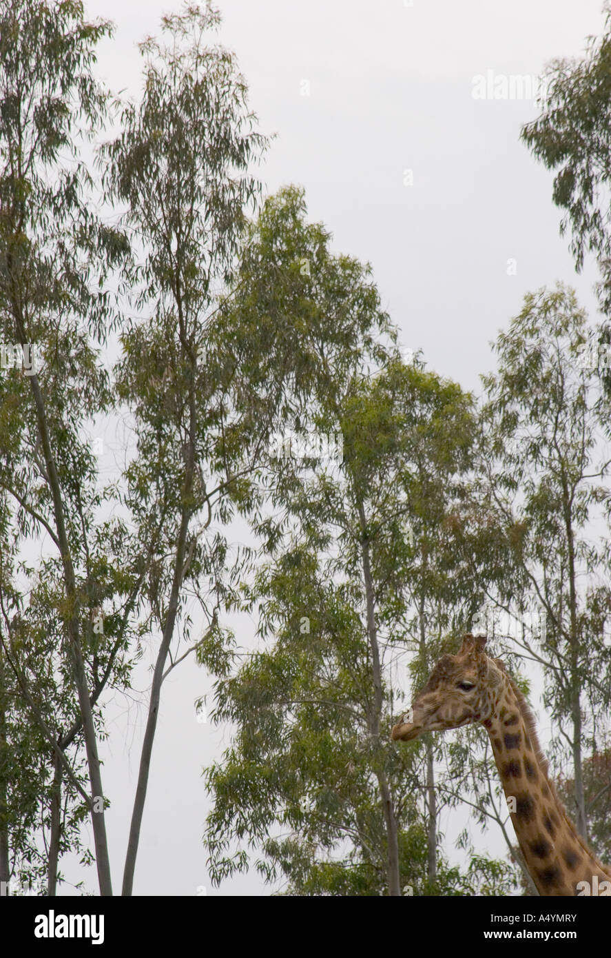 Eine Giraffe Giraffa Plancius bei La Reserva Sevilla El Castillo de las Guardas der Safari-Park in Sevilla Stockfoto